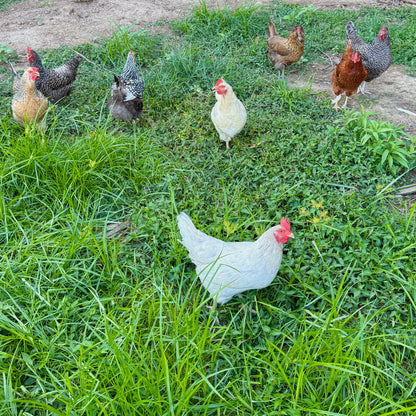 Local InterRooted Eggs (Dozen)