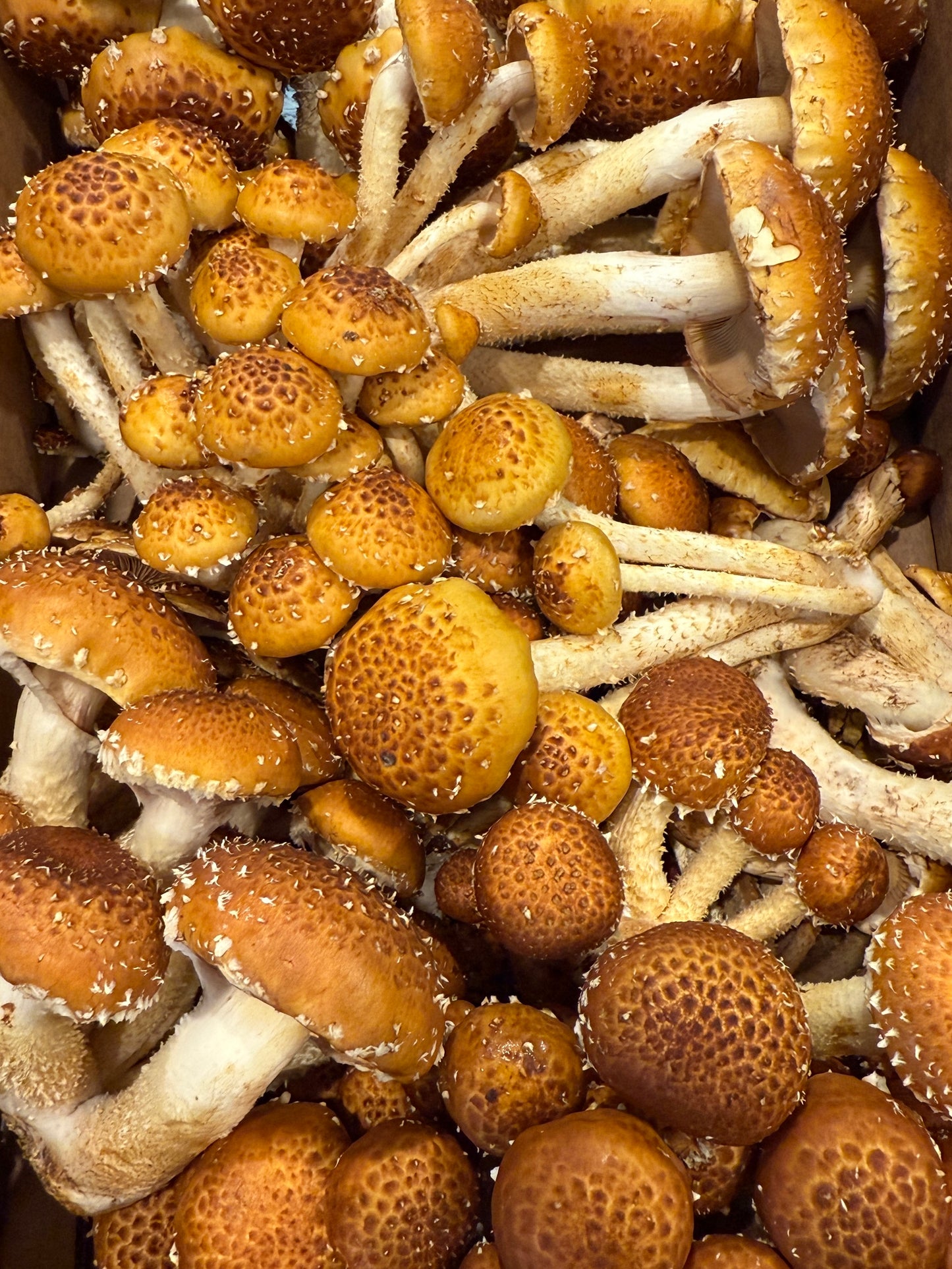 Chestnut Mushrooms (6 oz.)