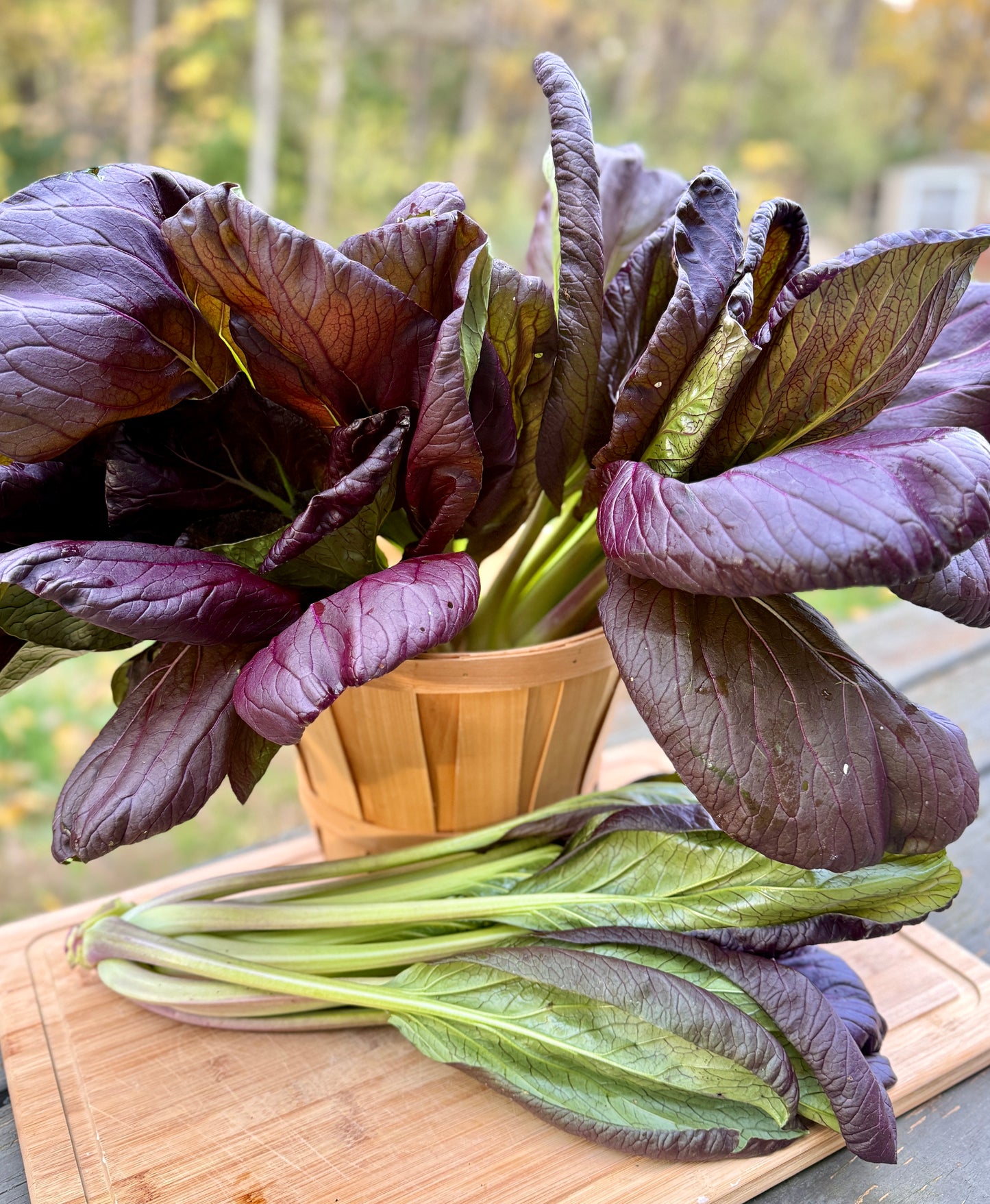 Purple Bok Choy (1 head)