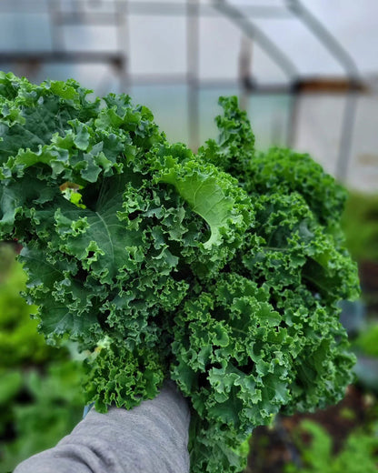 Curly Kale (bundle)