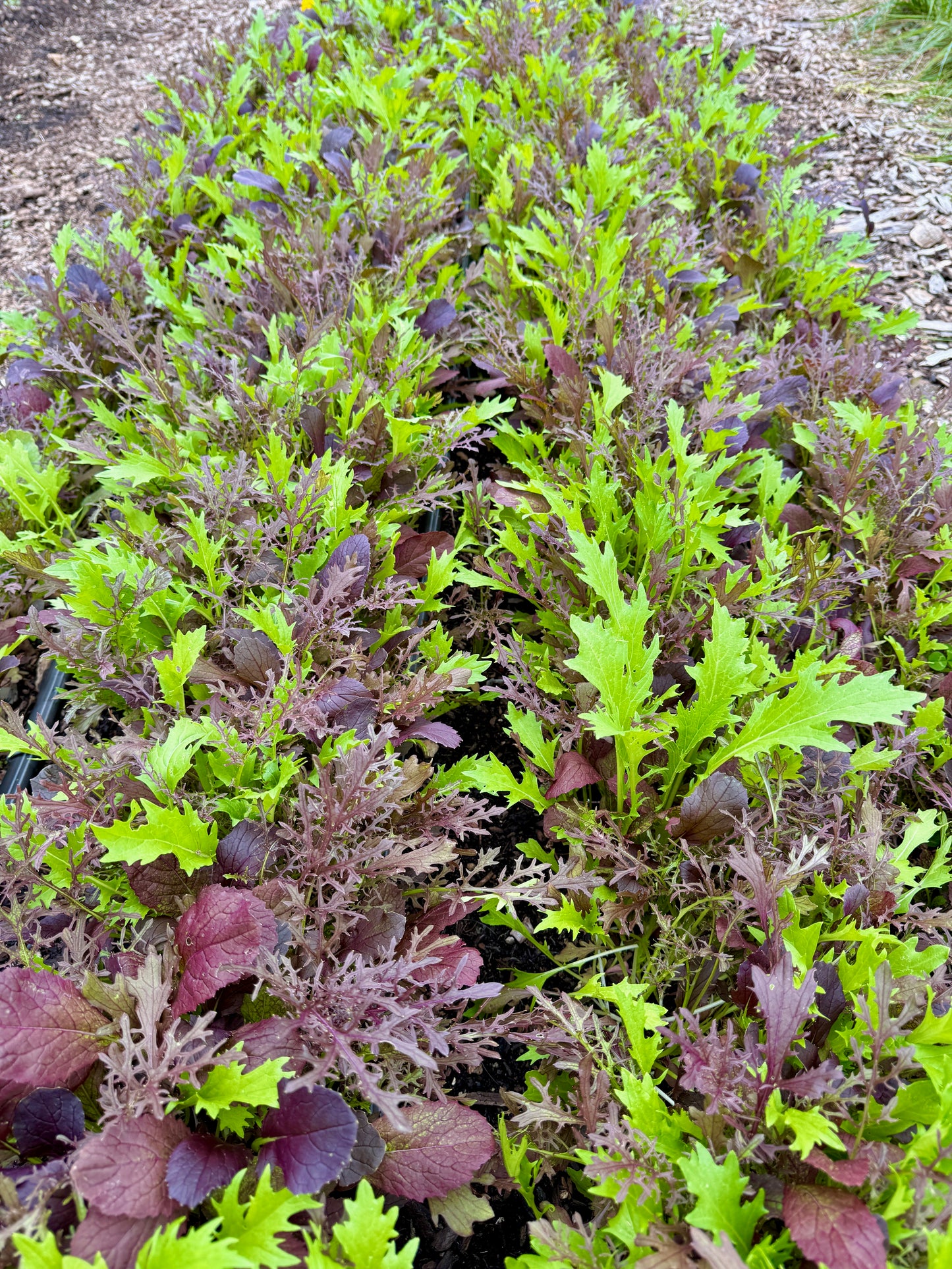 “Elegance” Spring Greens Mix (6 oz.)