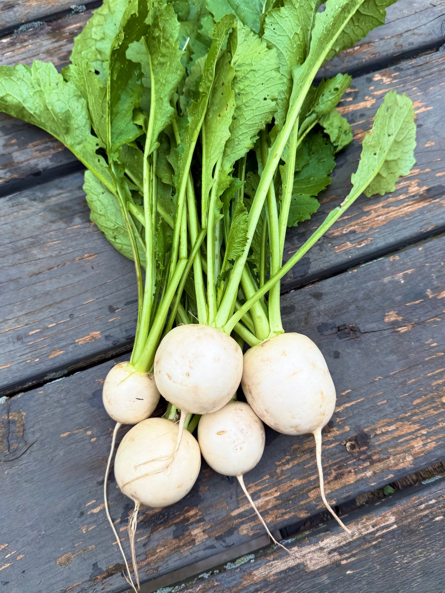 Hakurei Sweet Turnips (bundle)