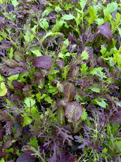 Elegance Spring Greens Mix (5 oz.)