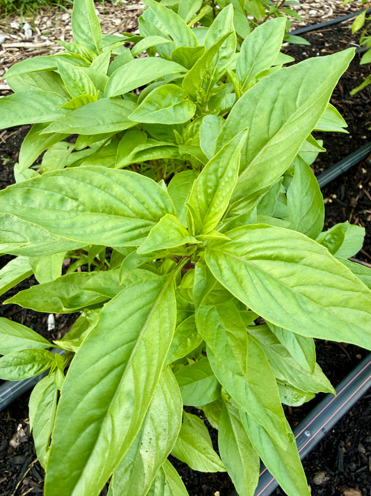 Thai Basil (bundle)