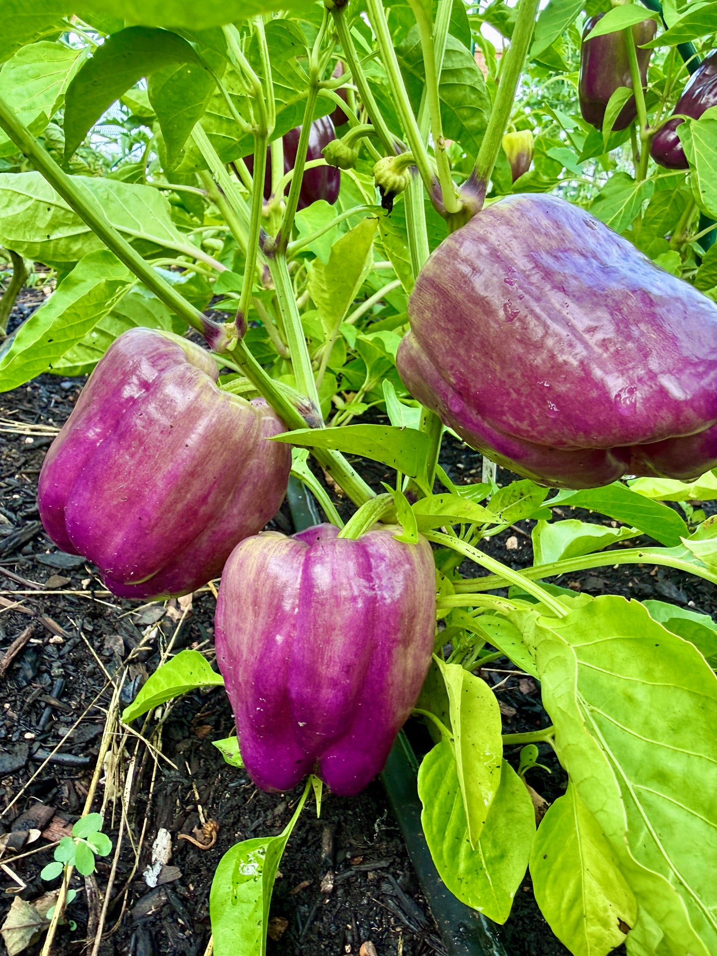 Colorful Bell Peppers (1 lb.)