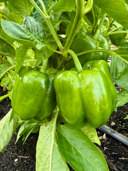 Colorful Bell Peppers (1 lb.)