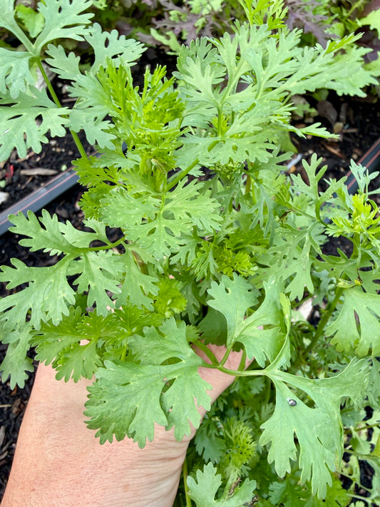 Cilantro (bundle)