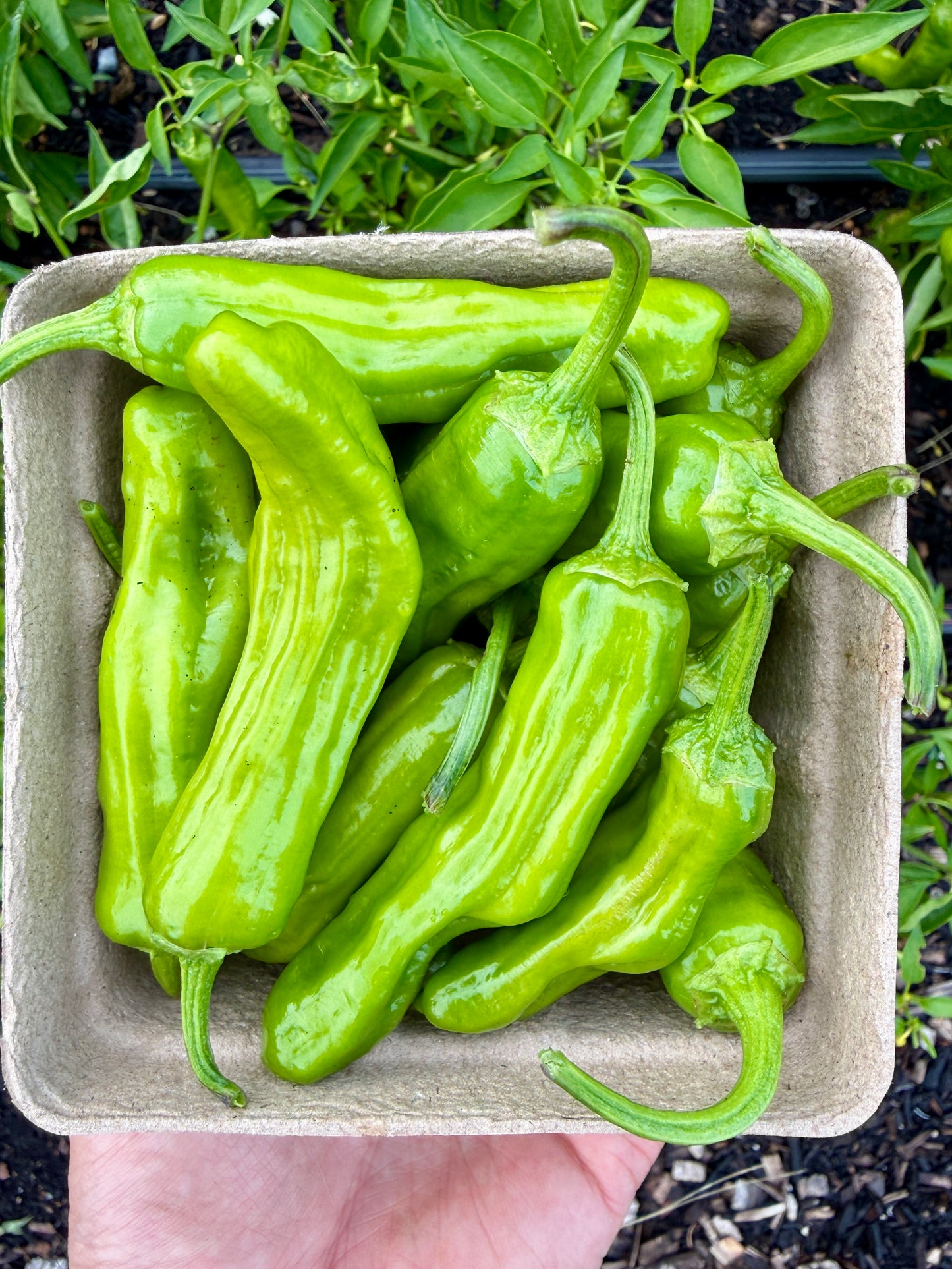 Shishito Peppers (pint)