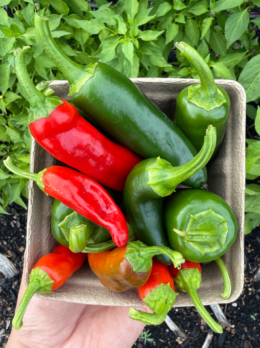 Mixed Hot Peppers (pint)