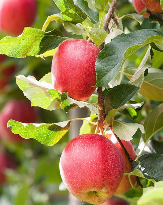 Apples (Gala)