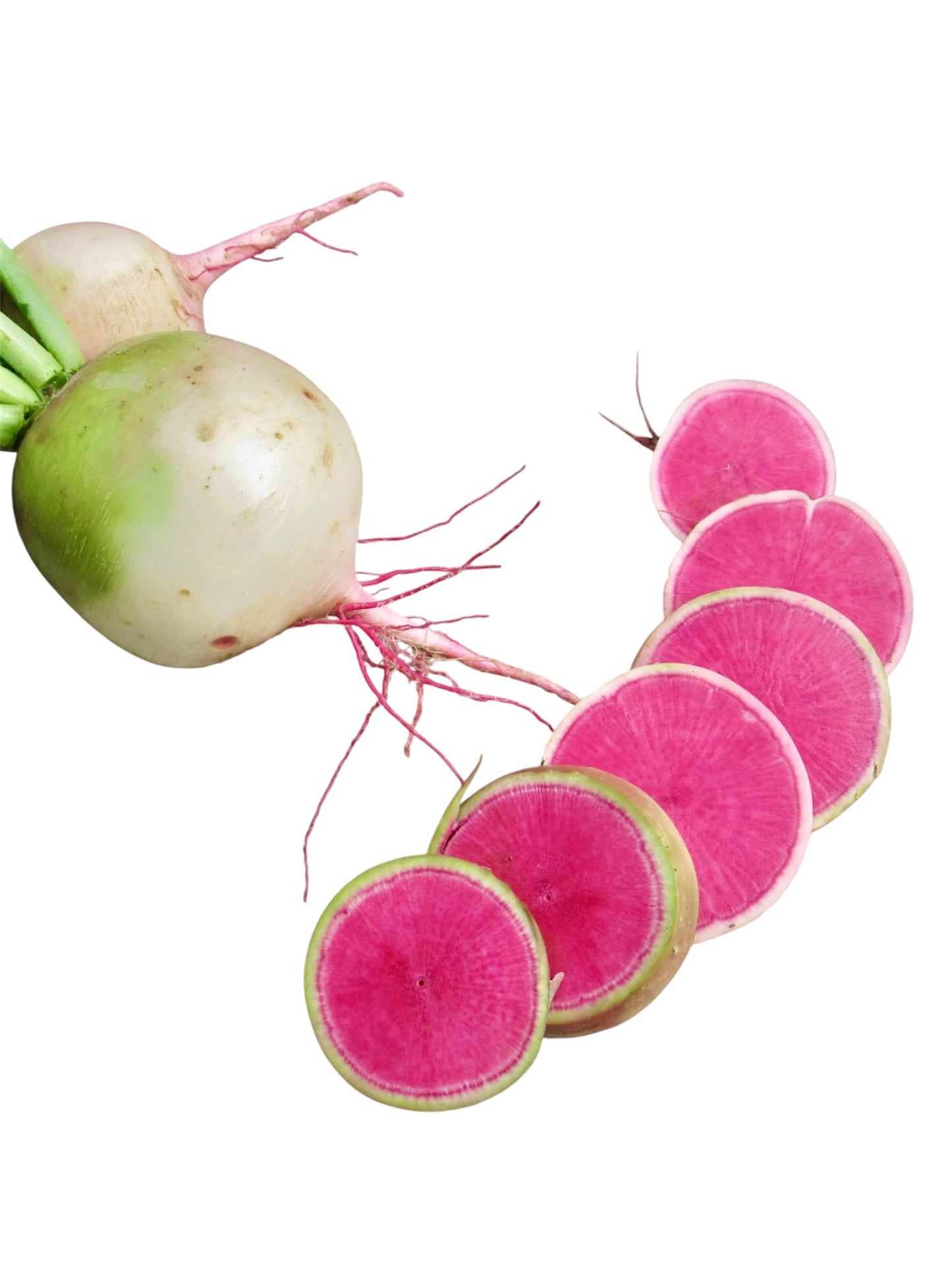 Watermelon Radish (1 lb.)