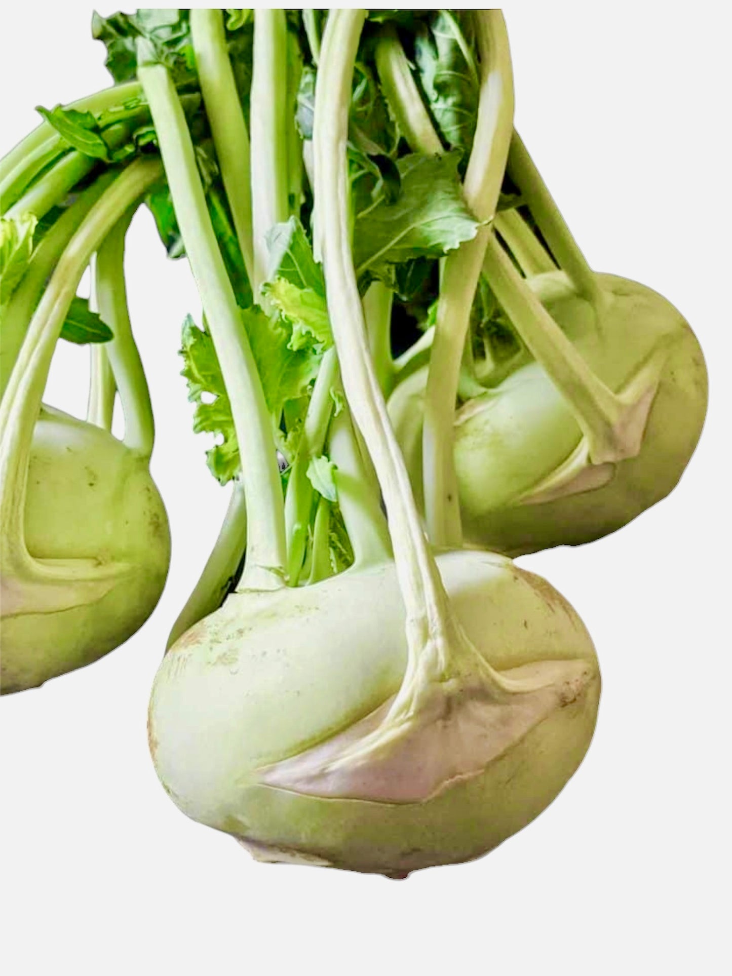 Kohlrabi (1 head)