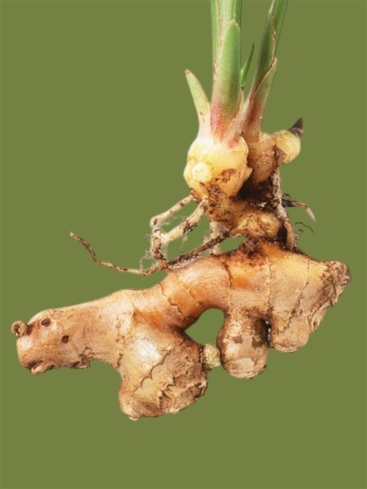 Ginger Root (6 oz.)