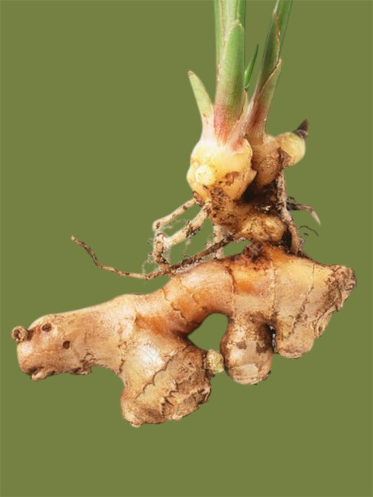 Ginger Root (6 oz.)